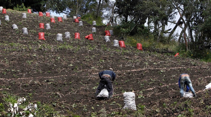 CAMPO COLOMBIANO/AGRICULTURA EN COLOMBIA/CAMPESINOS