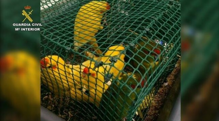 Aves en maletas en España