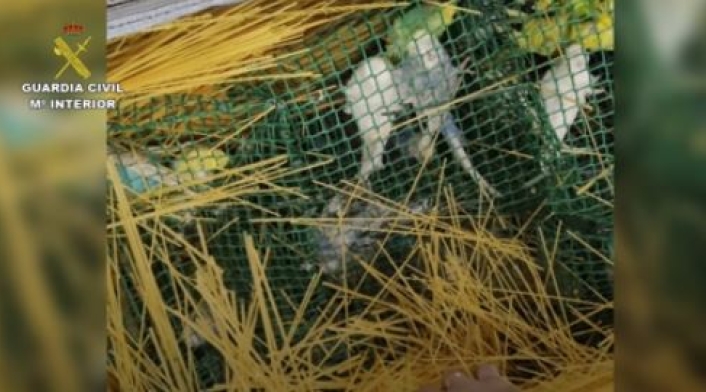 Aves que contrabandeaba un colombiano a España