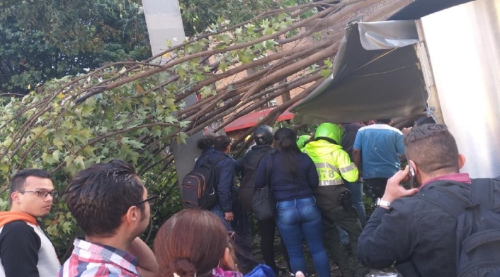Caída de árbol en Chapinero