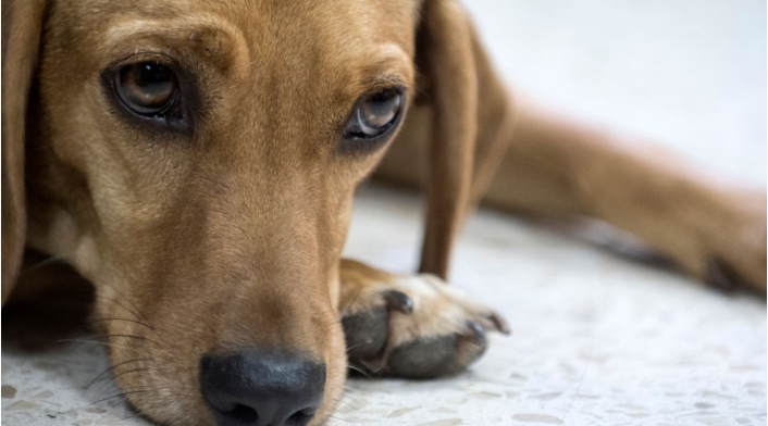El animal fue encontrado desnutrido, flaco y cubierto de pulgas.