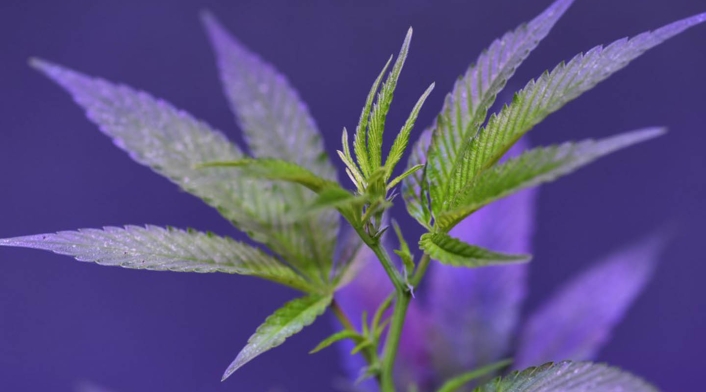 Cannabis
