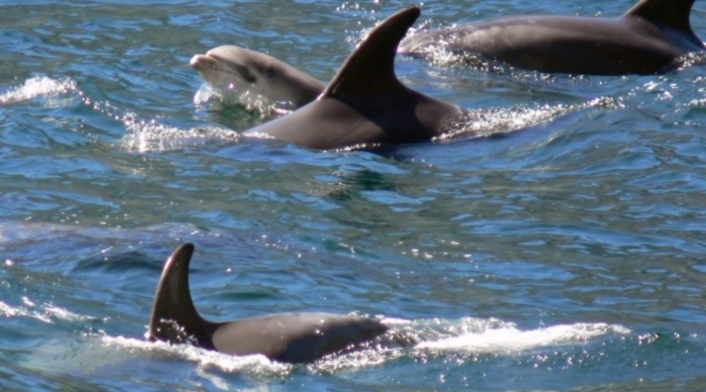 Delfines