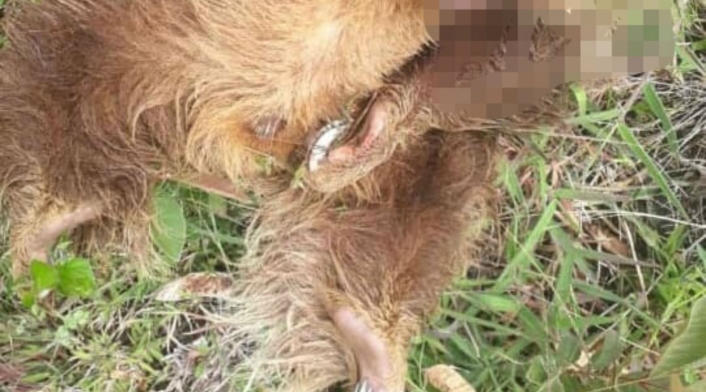 El oso perezoso asesinado en Caldas El oso perezoso asesinado en Caldas