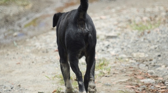 Perro Perro