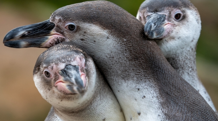 Pingüinos gay
