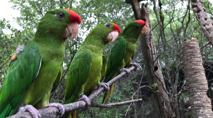 Rescate de aves silvestres