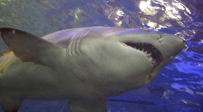 Ataque de tiburones