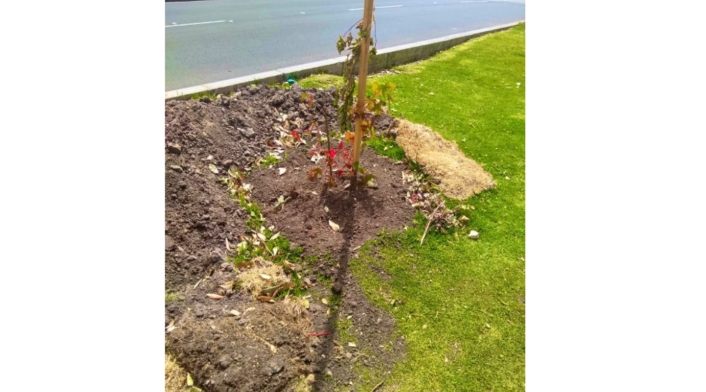 Un 'arboricidio' se presentó en localidad de Chapinero. Un 'arboricidio' se presentó en localidad de Chapinero.