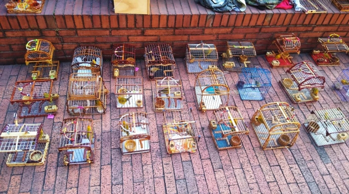 Canarios rescatados en Bogotá