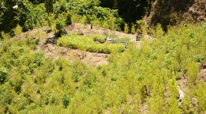Cultivo de hoja de coca en Saamaná, Caldas, departamento del que se dijo que no había cultivos ilícitos.
