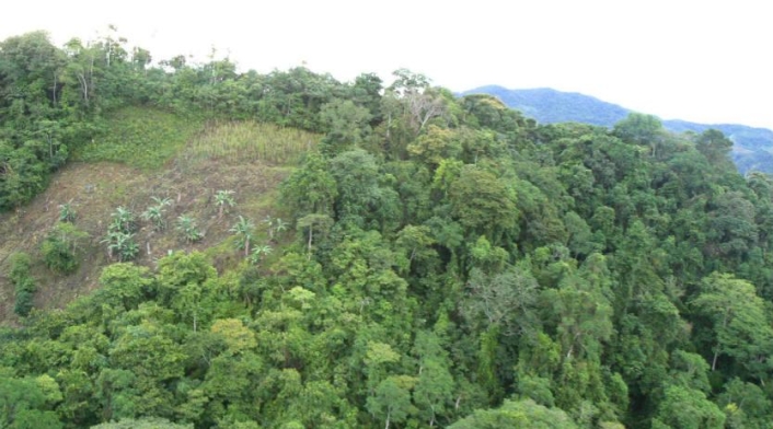 En el último año, la deforestación aumentó en un 23% en el país.