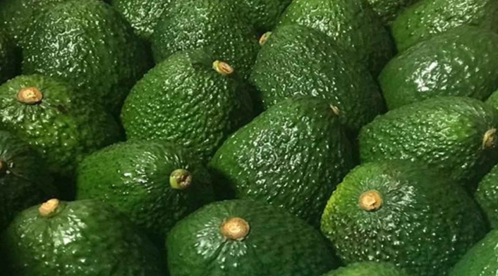 Aguacate hass. Aguacate hass.