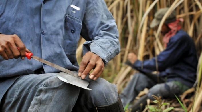 Trabajadores en ingenios azucareros en el Valle del Cauca.