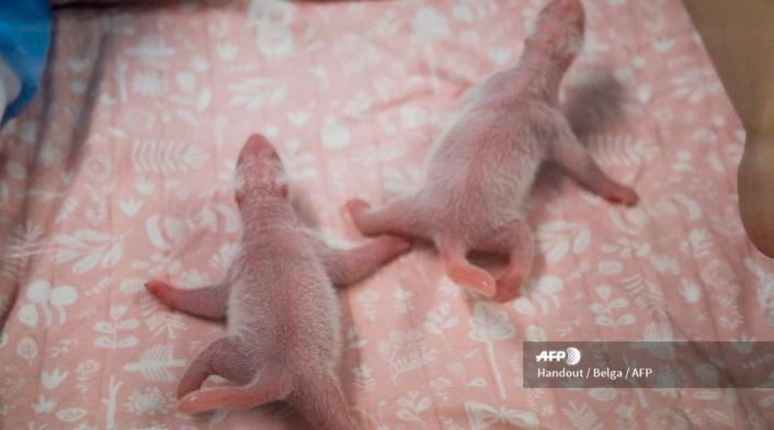 Los dos pequeños pandas, un macho y una hembra, nacieron con dos horas de intervalo.