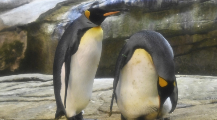 Pareja de pingüinos machos en Berlín.
