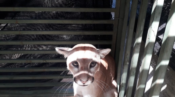 El puma fue capturado en zona rural de Montería. El puma fue capturado en zona rural de Montería.