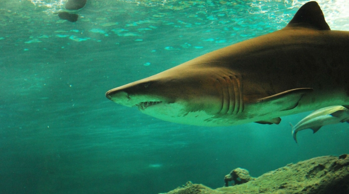 Ataques de tiburones se han incrementado en la Florida
