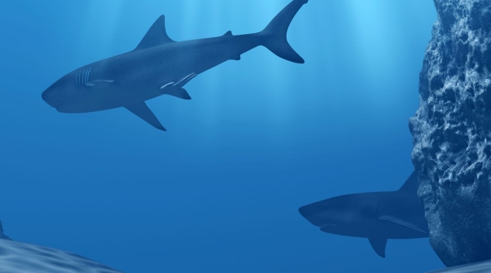 Tiburones Tiburones