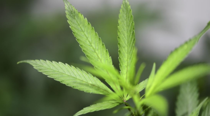 Cultivo de cannabis medicinal.