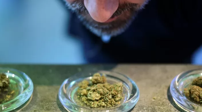 Cannabis medicinal.