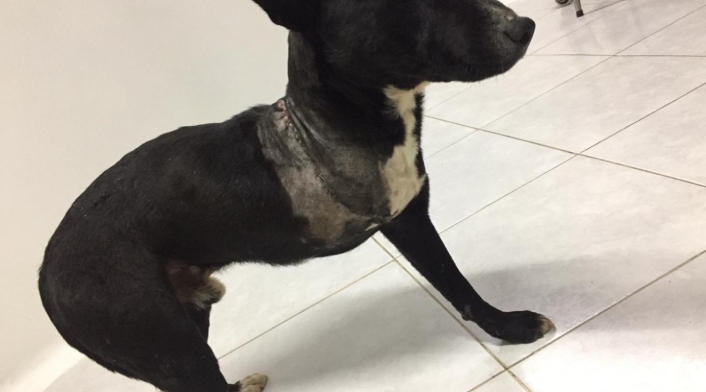 Adopción