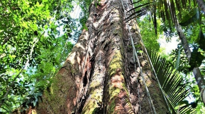 Árbol