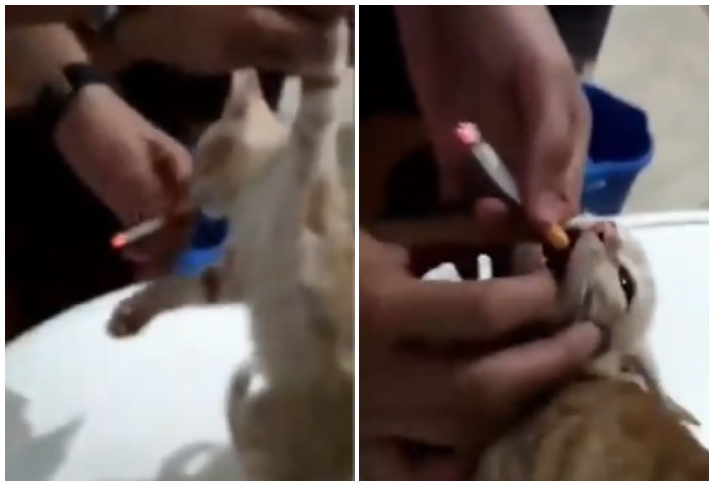 Maltrato animal