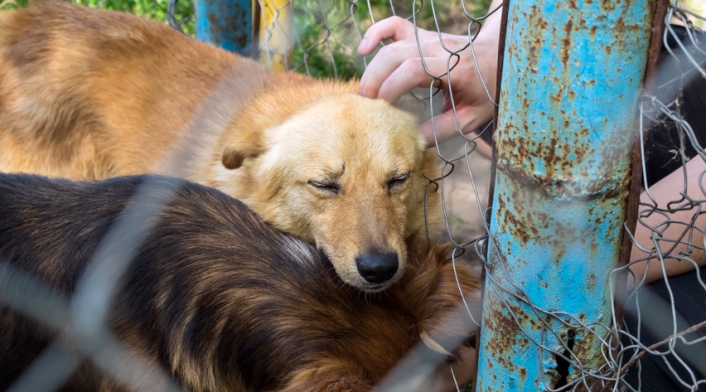 Perros Perros - Adopción