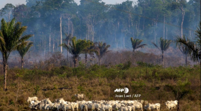 Amazonia Amazonia