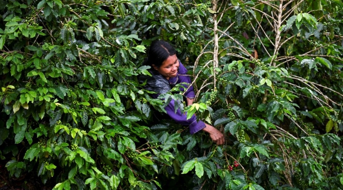 Una mujer cosecha café