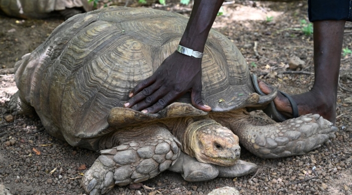 Tortuga Tortuga