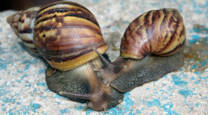 Caracol africano Caracol africano