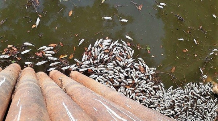 Pescadores en Barrancabermeja, Santander, denunciaron esta emergencia que se está presentando por contaminación en la fuente hídrica.