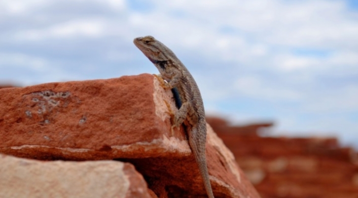 Salamanquesa