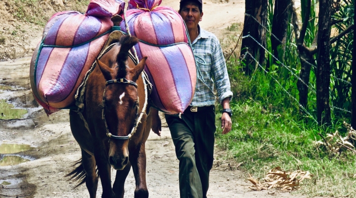 Caficultores Tierradentro
