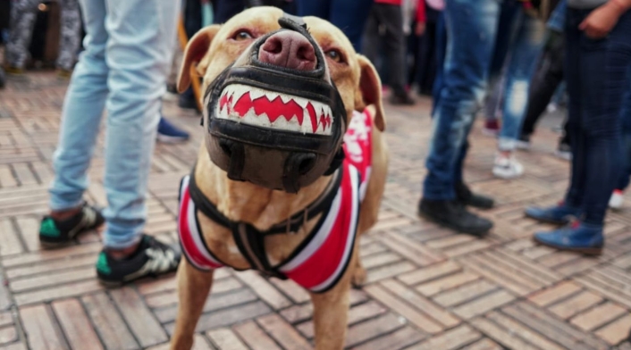 Algunos han decidido a ir a la Plaza de Bolívar con sus mascotas.