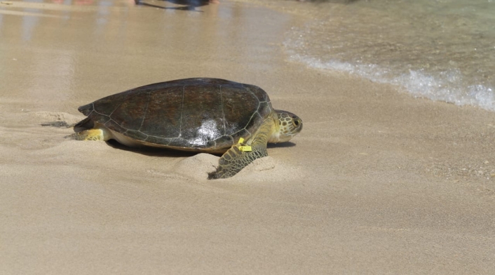 Entre los especímenes liberados está una tortuga tipo Verde y 88 tipo Carey, 63 de ellas recién nacidas.