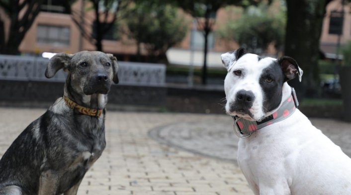 Mascotas.
