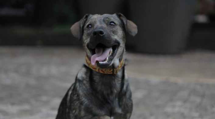 Mascotas en adopción, en Bogotá