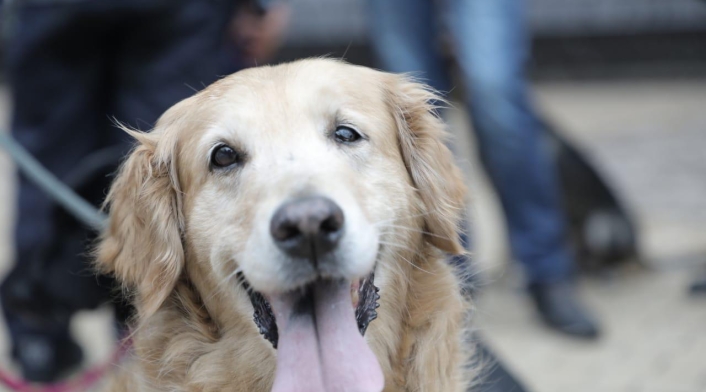 Perro- Imagen de referencia.