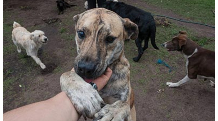 Perros Perros