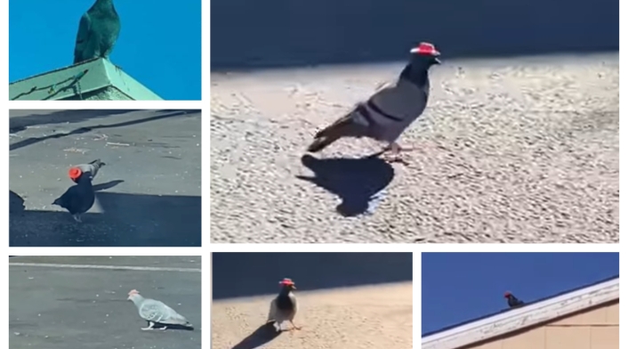 Palomas sombreros