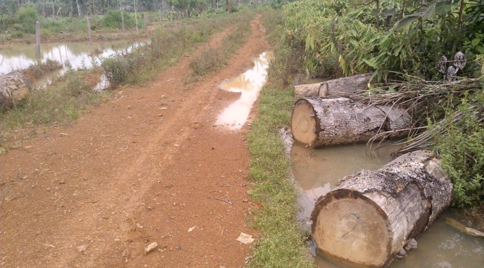 Deforestación