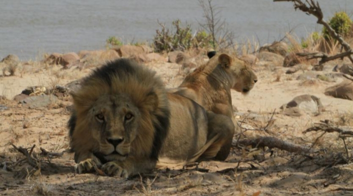 Leones Leones