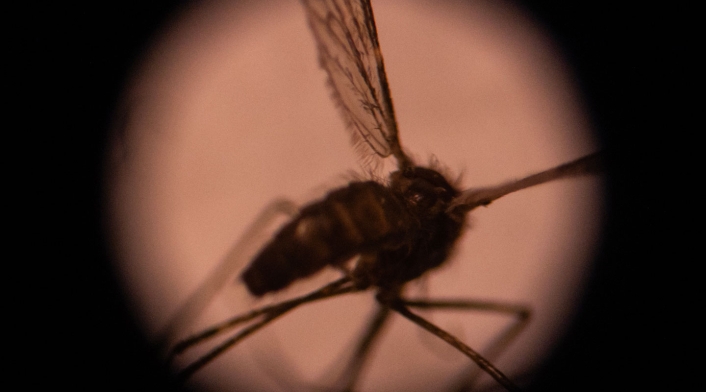 Un mosquito es visto desde un microscopio.