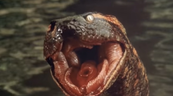Anaconda