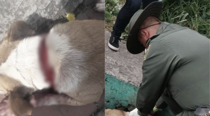 Apuñalan a perrita en Usme Apuñalan a perrita en Usme