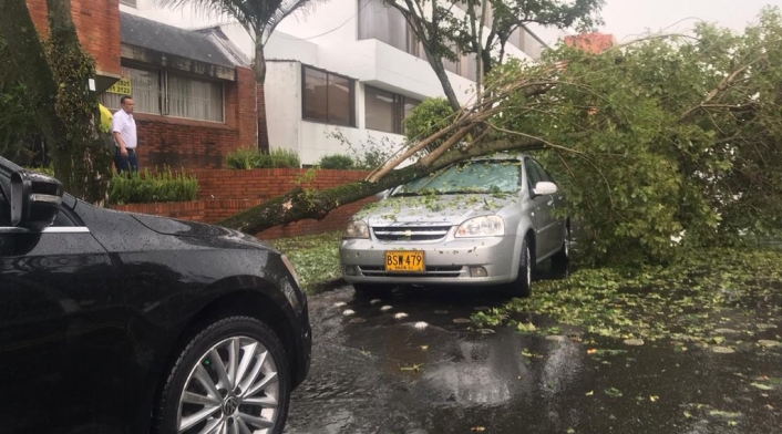 Árbol cayó sobre un carro en Cedritos