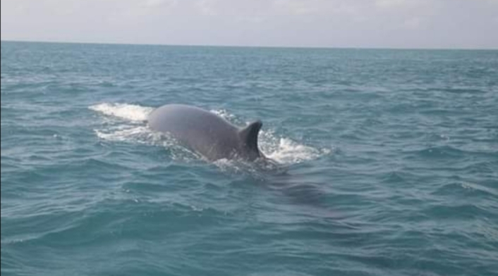 Ballena de Aleta.